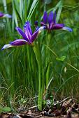 43_Iris selvatico (Gynandriris sisyrinchium)